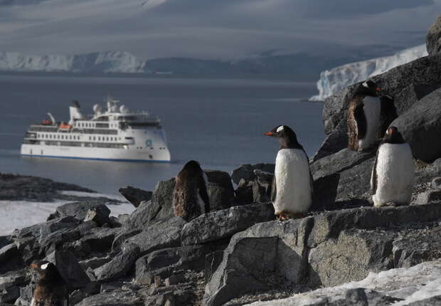 Penguins stand on rocky terrain, overlooking the sea where a large cruise ship navigates the icy waters near distant glaciers and snow-covered landscape.