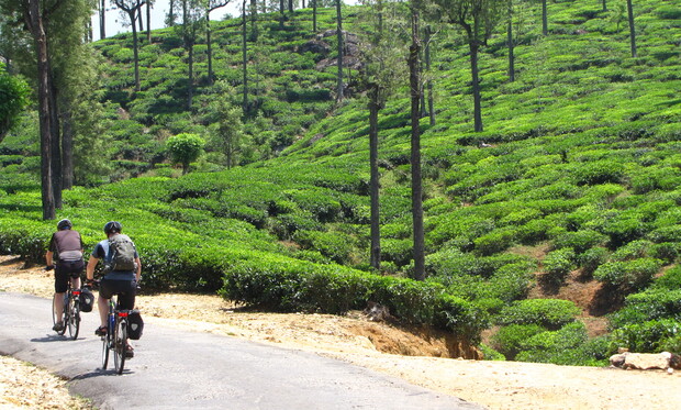 Two cyclists ride on a paved road through a lush, green tea plantation with tall, scattered trees on a sunny day.