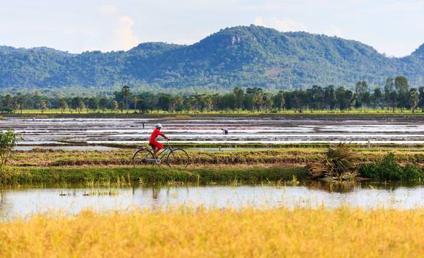 A cyclist in a red shirt rides along narrow paths beside flooded rice fields, with distant mountains and scattered trees in the background under a clear sky.