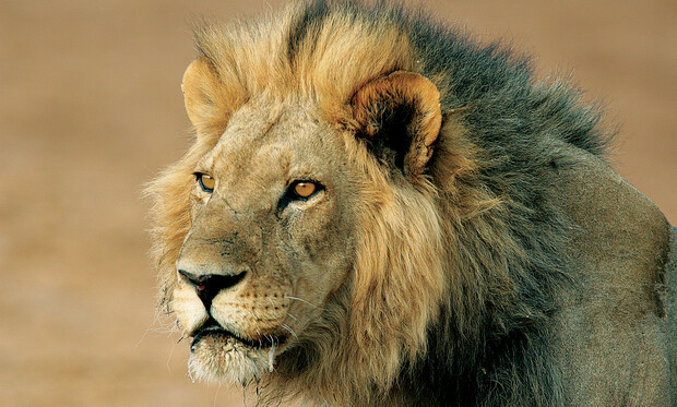 A lion sits attentively, gazing forward. Its majestic mane is full and golden. The background is a blur of warm, earthy tones, suggesting a natural savannah environment.