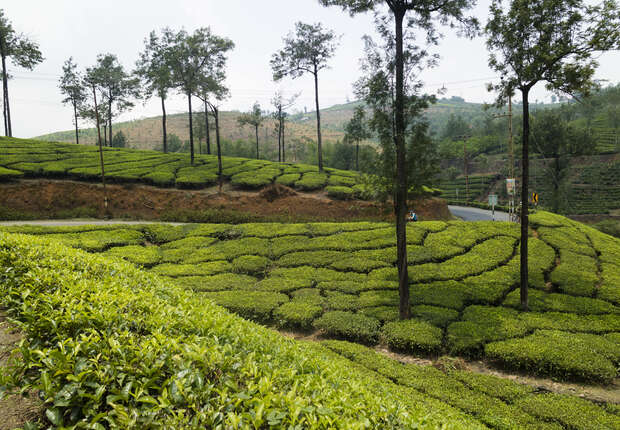 Lush green tea bushes grow in neat rows on terraced hillsides, interspersed with tall trees. A winding road cuts through this tranquil, verdant landscape under a partly cloudy sky.