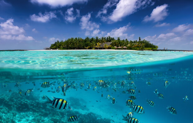 Tropical fish swim below the ocean surface, while above, a lush island with palm trees and a clear, blue sky creates a serene and vibrant island scene.