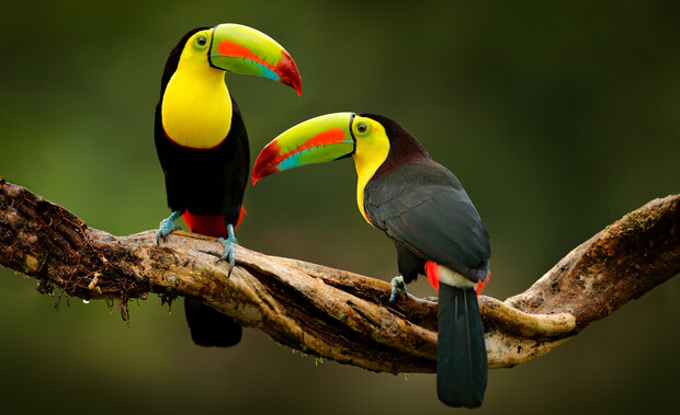 Two colorful toucans perch on a twisted branch, facing each other. They display vibrant yellow and green beaks with red accents. The background is a soft-focus green, suggesting a forest.