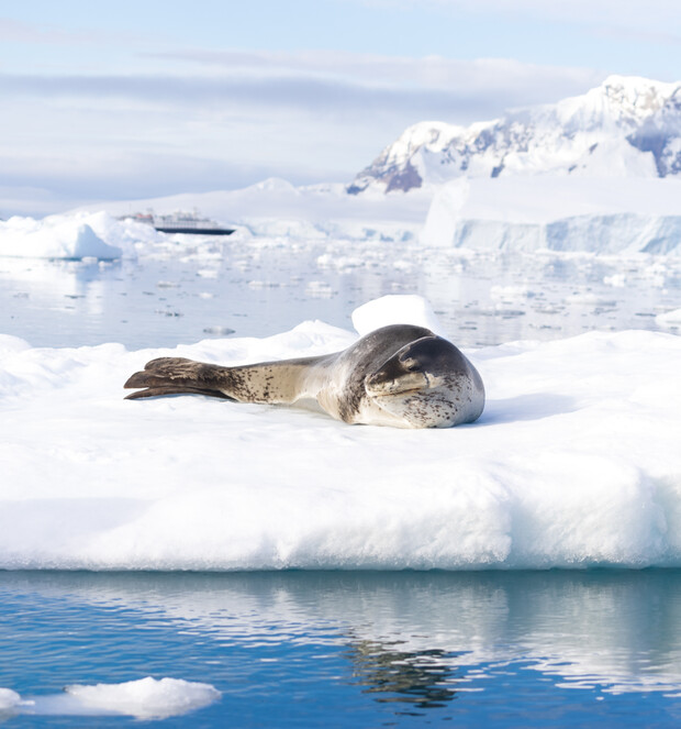 Seal resting on an ice floe, surrounded by calm water and distant snow-covered mountains, under overcast skies.