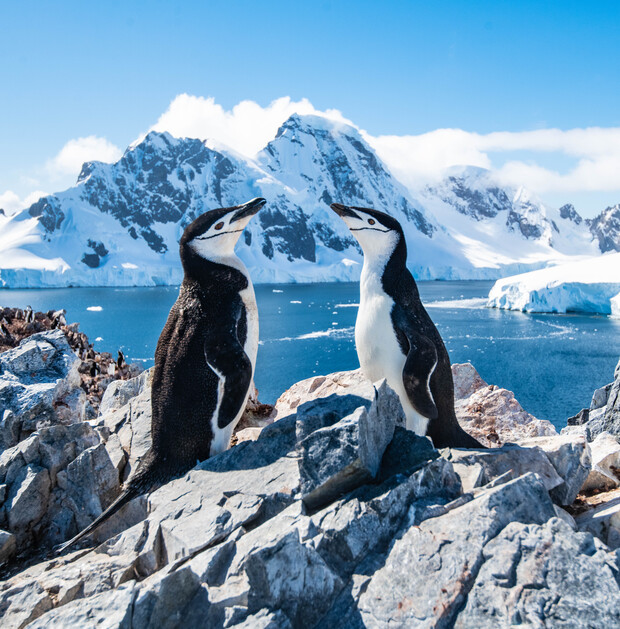 Two penguins stand on rocky ground, facing each other. In the background, snow-covered mountains and a bright blue sky overlook an icy ocean.