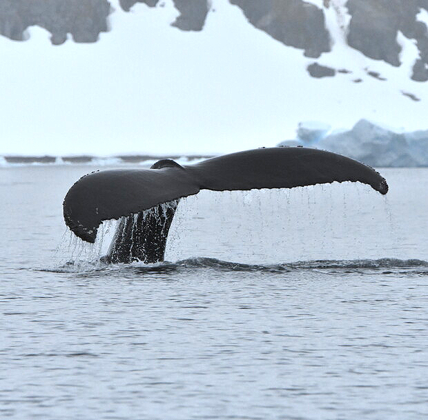 A whale's tail rises above the water, dripping droplets, in a cold, icy ocean with snow-covered mountains in the background.