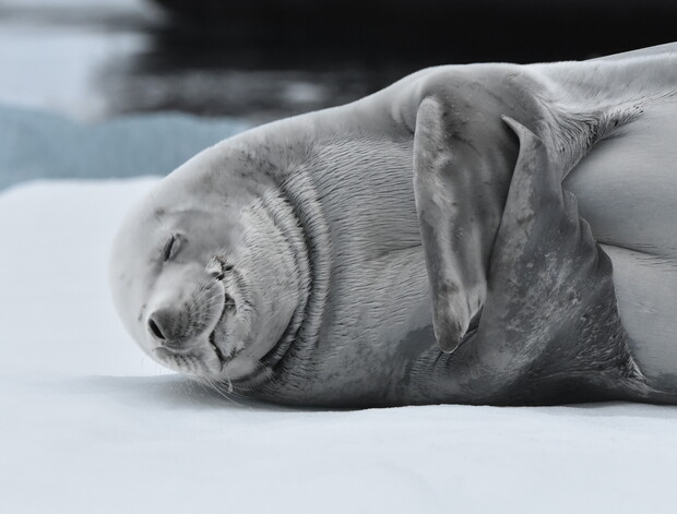A seal rests peacefully, eyes closed and flippers curled, on a snowy surface with water blurred in the background, creating a serene and tranquil scene.