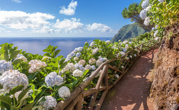 Pathway lined with blooming hydrangeas curves along a cliffside, overlooking a vast ocean. Bright sunlight illuminates the scene, with a distant green mountain and scattered clouds in the blue sky.