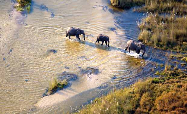 Three elephants walk through shallow water, moving together across a sandy wetland. Tall grasses and patches of vegetation surround the animals, suggesting a tranquil, natural environment.