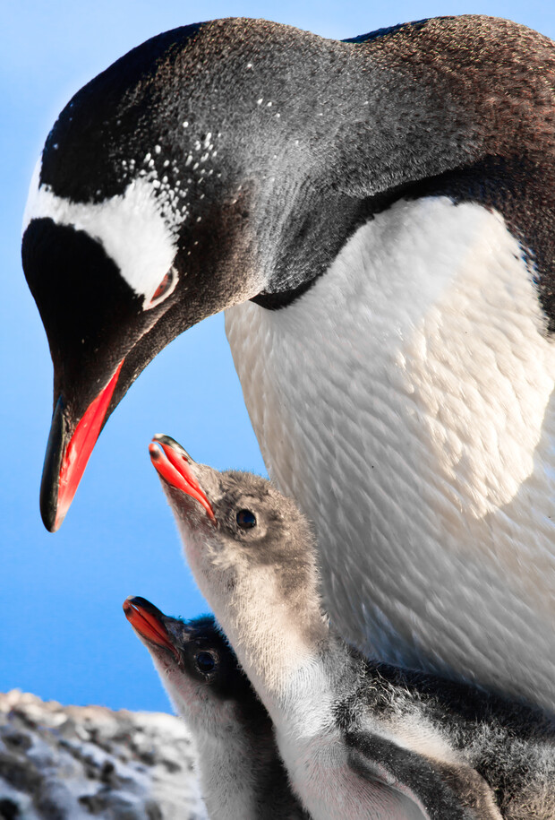 A penguin stands attentively, looking down at two fluffy chicks nestled closely. Set against a clear blue sky, the scene depicts protective parental care.