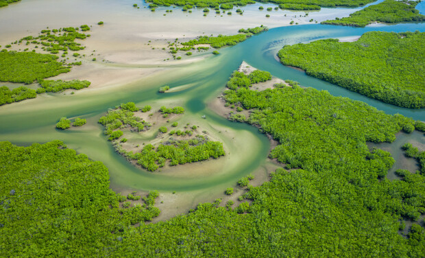 Lush green mangroves sit in shallow, winding blue-green waters beside sandy areas, forming intricate patterns and channels in a coastal wetland landscape.