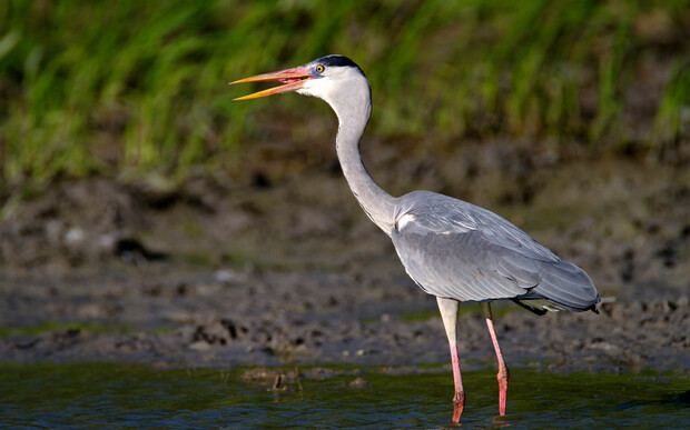 A grey heron stands with its beak open beside a muddy, shallow water area. Green grass is visible in the background.