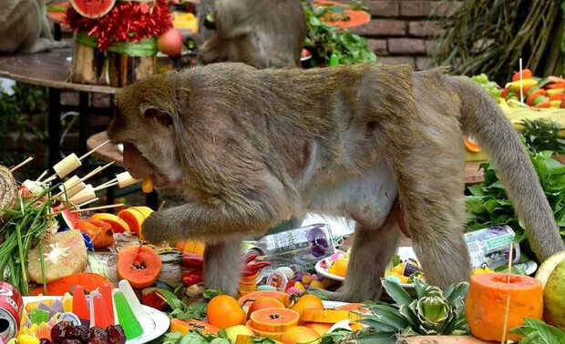 A monkey eats amidst an abundant spread of sliced fruits and brightly colored snacks, surrounded by a vibrant assortment of tropical produce and greenery on a table.