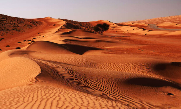 Sand dunes form gently curving mounds, with wind-formed ripples, under bright sunlight. A solitary tree stands in the distance in the arid desert landscape.