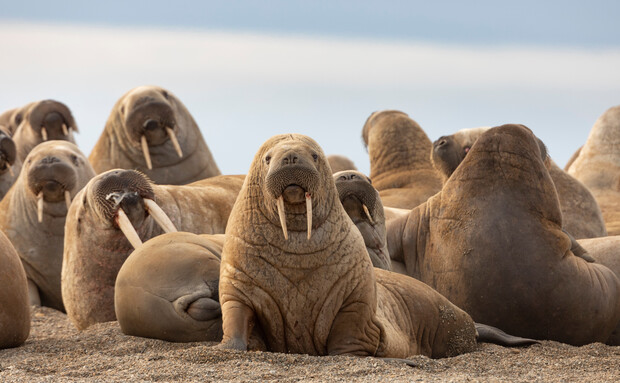 Walruses rest on a sandy beach, their large bodies and tusks prominent, surrounded by several others lying closely together under a cloudy sky.