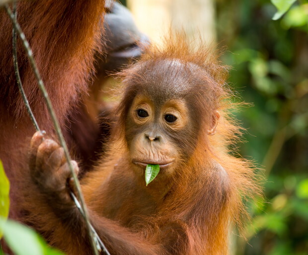 A young orangutan chews a green leaf while clinging to another orangutan. They are surrounded by lush green foliage in a forest environment.