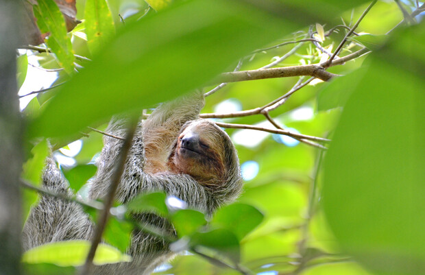 A sloth hangs from a tree branch, surrounded by lush green leaves, appearing relaxed amidst the forest canopy.