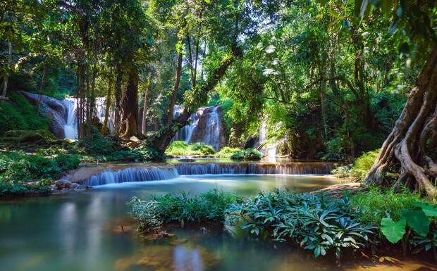 Waterfalls cascade gently into a serene, lush forest pool surrounded by dense greenery and towering trees, creating a tranquil and picturesque natural setting.