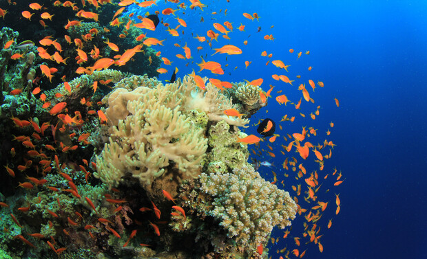 Colorful fish swim energetically around coral reef formations in clear blue ocean water, creating a vibrant underwater scene filled with diverse marine life.