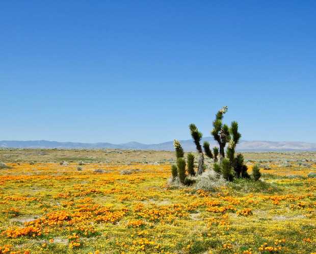 A tall, green cactus stands amidst a vibrant field of orange and yellow wildflowers under a clear blue sky, with distant mountains on the horizon.