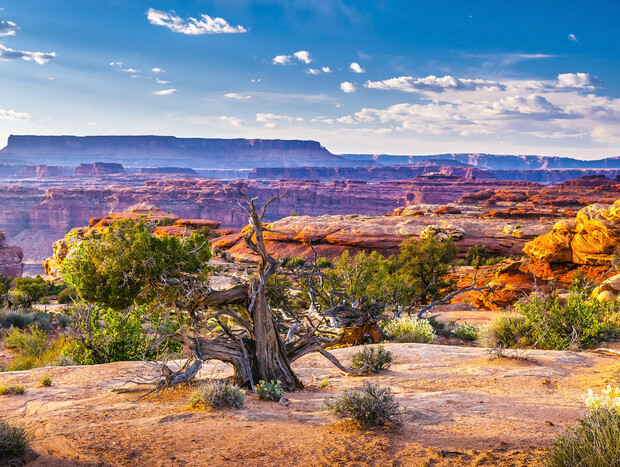 A twisted, weathered tree stands amidst a rocky desert landscape. Red rock formations and mesas extend into the distance under a bright blue sky dotted with clouds.