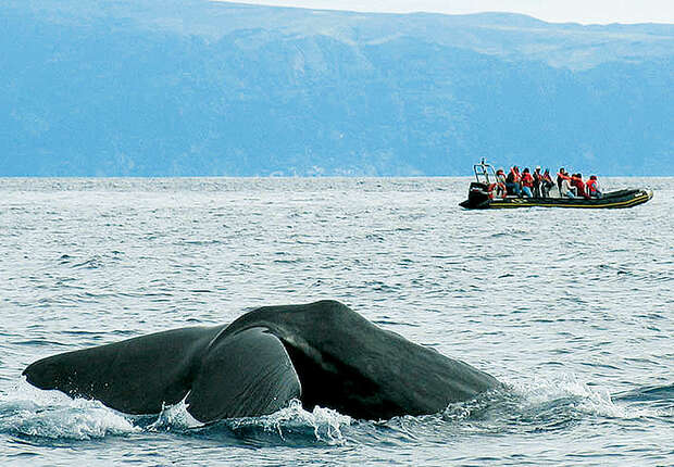 A whale dives beneath the ocean surface, its tail visible above water, while a nearby small boat with people in life jackets observes, set against a mountainous coastline.