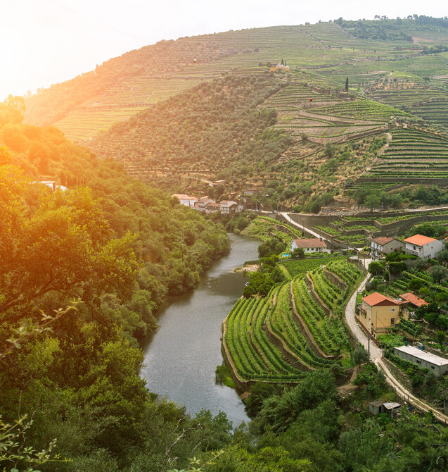 River winds through terraced vineyards on a lush hillside, with scattered houses and a sunlit backdrop, creating a serene landscape.
