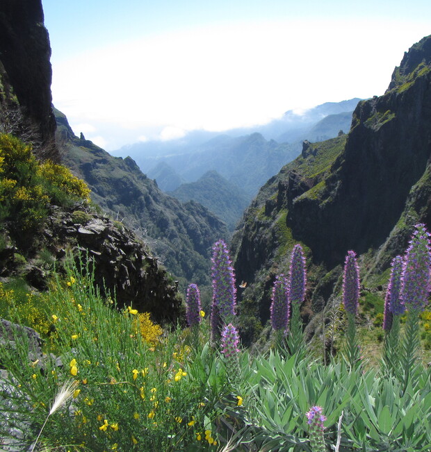 Tall purple flowers stand prominently, with jagged mountains forming a dramatic backdrop under a cloudy sky. Lush green vegetation and scattered yellow flowers add vibrancy to the rocky terrain.