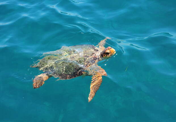 A sea turtle swims near the surface of clear blue water, its shell partially visible, surrounded by gentle ripples.