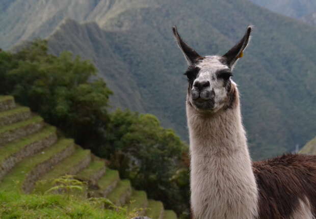A llama stands alert amidst green, terraced mountains, with lush vegetation and steep slopes in the background, creating a scenic, natural environment.