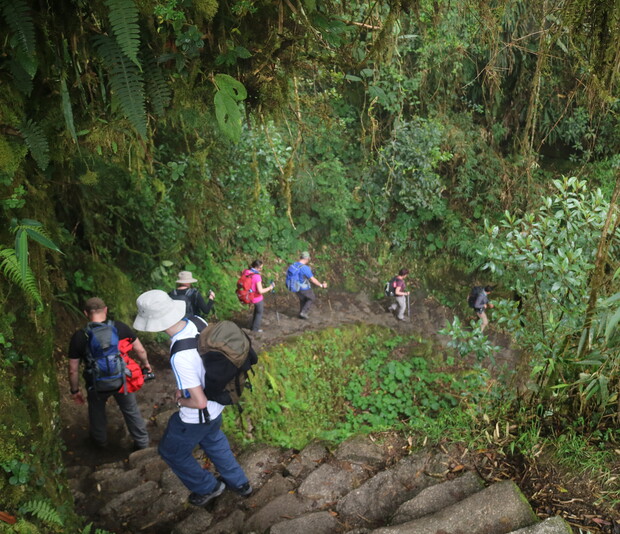 Hikers descend stone steps, surrounded by lush, dense greenery and tropical foliage, navigating through a vibrant, natural forest environment with backpacks and hats, suggesting a challenging outdoor adventure.