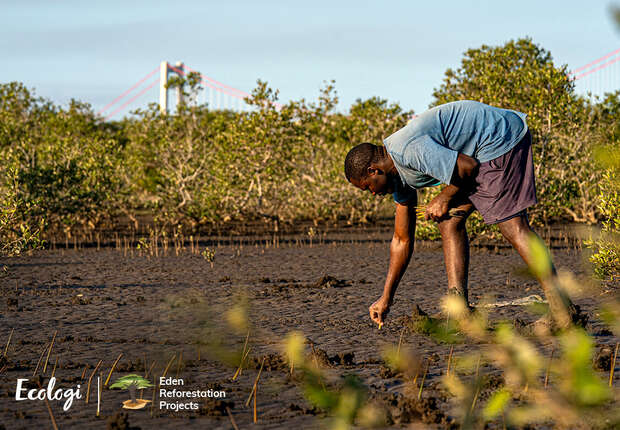 A person plants seedlings on muddy ground. Surrounding them are lush trees, with a red bridge visible in the background. Text reads: "Ecologi Eden Reforestation Projects."