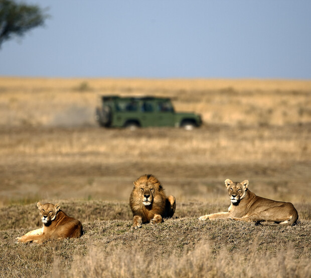 Three lions rest on dry grassland, one male in the center and two females on either side. In the background, a green safari vehicle drives across the savanna.