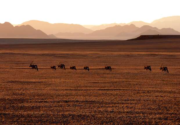 Animals with long horns graze peacefully in a vast, barren plain under a clear sky, with distant mountains silhouetted against a dimly lit horizon.