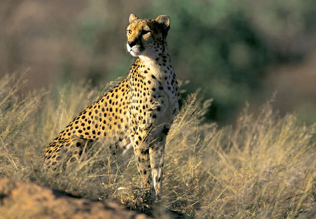 A cheetah stands alert on a grassy plain, surrounded by dry vegetation and blurred greenery in the background, appearing watchful and poised in its natural habitat.