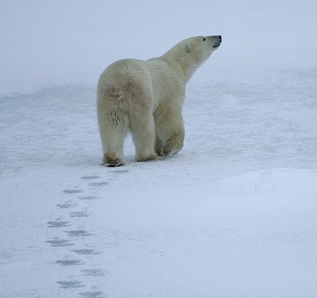 A polar bear walks across a snowy, icy landscape, leaving a trail of footprints behind it. The bear is looking upward, possibly toward the sky.