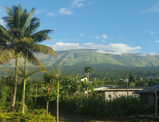 A tall palm tree stands in a lush garden, surrounded by smaller trees and crops, with mountains in the background under a clear blue sky.