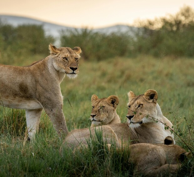 Lionesses rest and gaze in different directions, situated in tall grass with distant shrubs and hills at sunset, creating a serene savanna landscape.