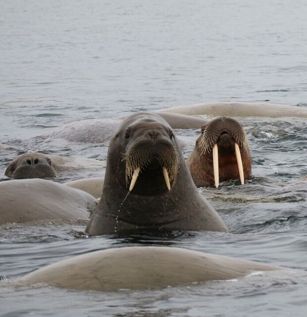Several walruses rest in the water, partially submerged, with two prominently displaying their long tusks. The scene is set in a calm, open ocean.