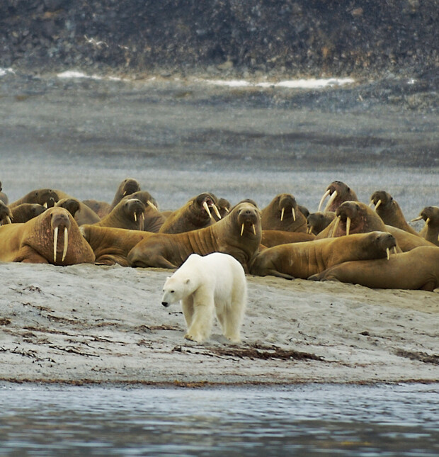 A polar bear walks along a sandy shore, while a group of walruses rest nearby on the beach, with rocky terrain in the background.