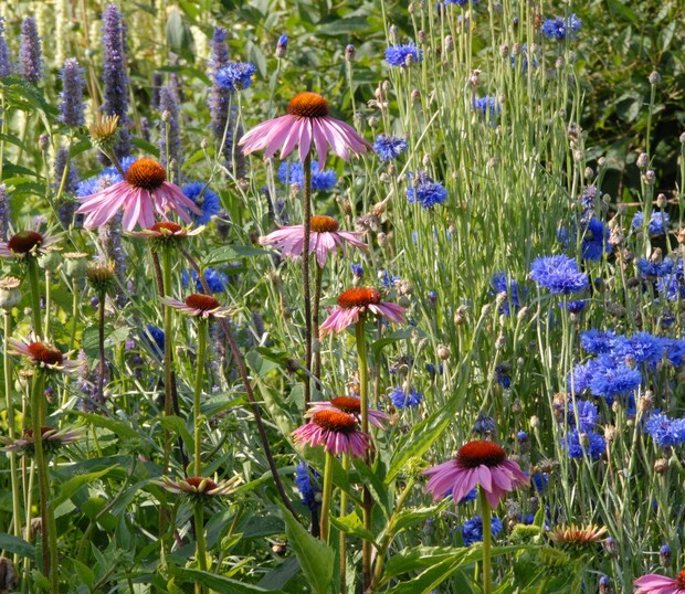 Pink coneflowers and blue cornflowers bloom vibrantly, standing amidst lush green foliage in a colorful garden setting.