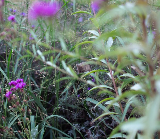 A small mouse is perched among lush green foliage and vibrant purple flowers, nestled within a dense, overgrown natural environment.