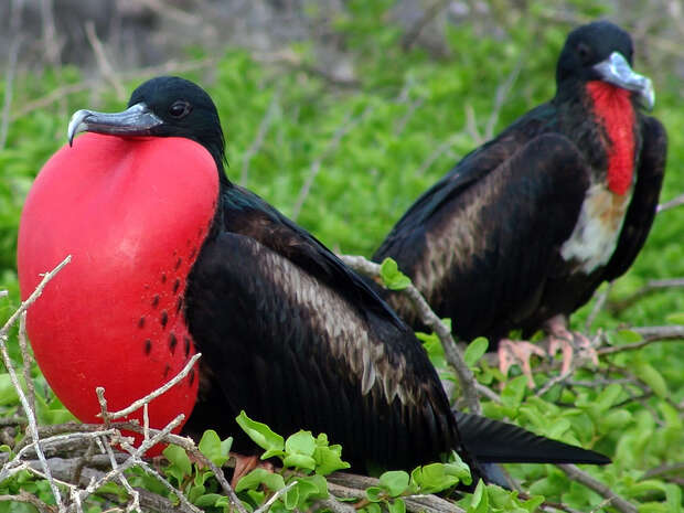 A male frigatebird with an inflated red throat pouch sits on a branch, displaying for courtship beside another bird, surrounded by green foliage and branches.
