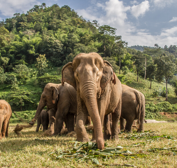 Elephants stand and graze on green plants in a grassy field, surrounded by lush trees and hills under a partly cloudy sky.