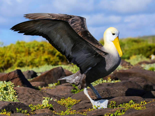 A large bird, known as an albatross, spreads its wings while standing on rocky terrain with scattered greenery, under a blue sky with clouds.