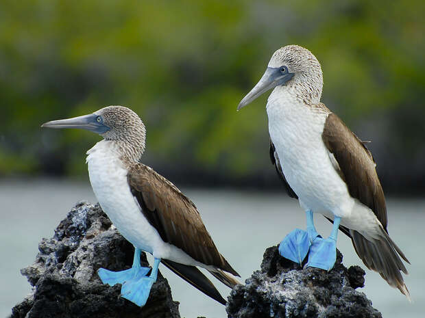 Two blue-footed boobies stand perched on dark rocks, displaying their distinctive bright blue feet against a blurred natural green background.