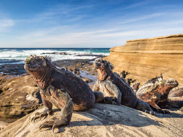 Iguanas bask on sunlit rocks beside the ocean, surrounded by rugged terrain and crashing waves under a clear blue sky.
