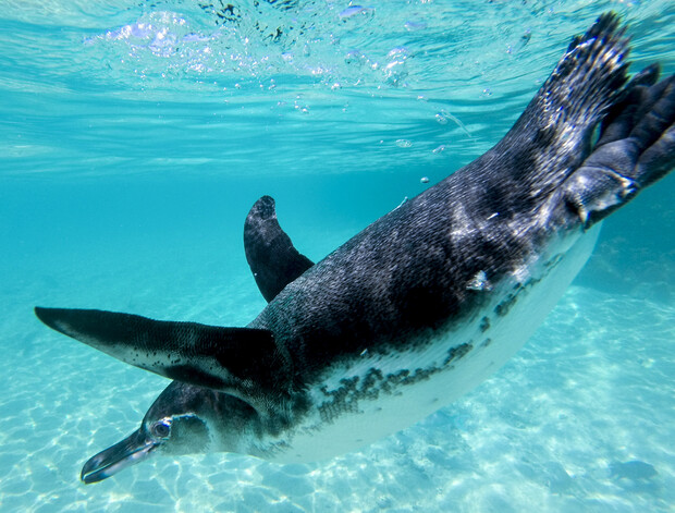 A penguin swims gracefully underwater, gliding through clear, turquoise water with sunlight filtering down, casting gentle shadows on the sandy seabed below.