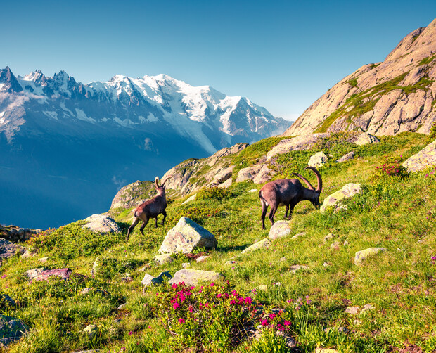 Two ibexes graze on a rocky mountainside, surrounded by vibrant green grass and pink flowers, under a clear blue sky with snow-capped peaks in the background.