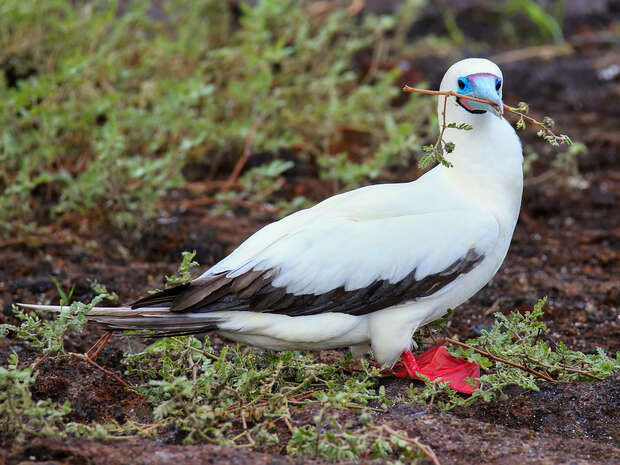 A bird with red feet and a blue beak holds a twig in its beak, standing on rocky ground surrounded by green plants.